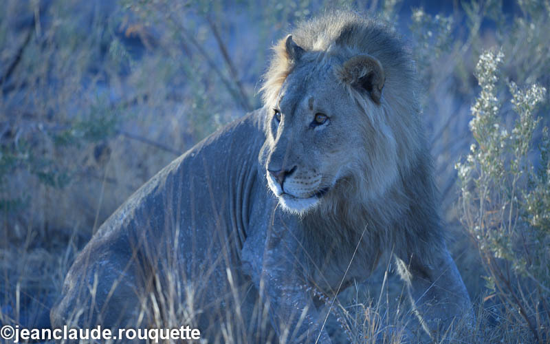 Scared Lion - Etosha N.P.(Namibia 2013)