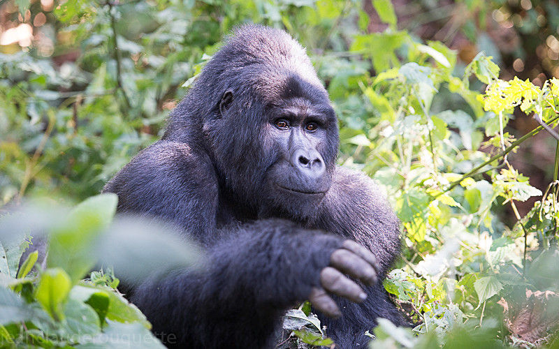 Bwindi (Ruhija) - Uganda 2016