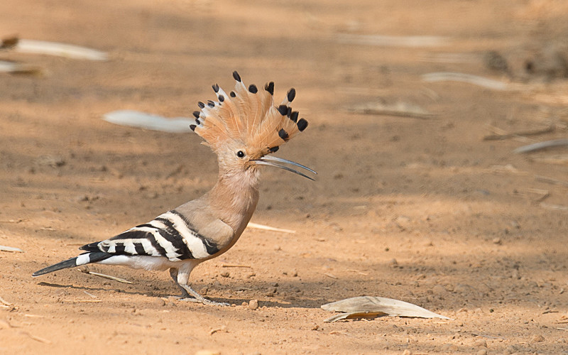 Common Hoopoe - Tadoba national park 2017