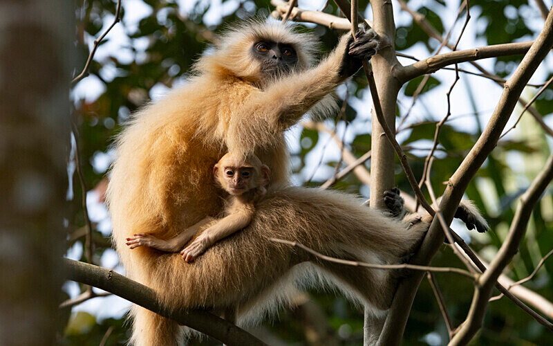 Golden Langur - Manas National Park North East India 2025