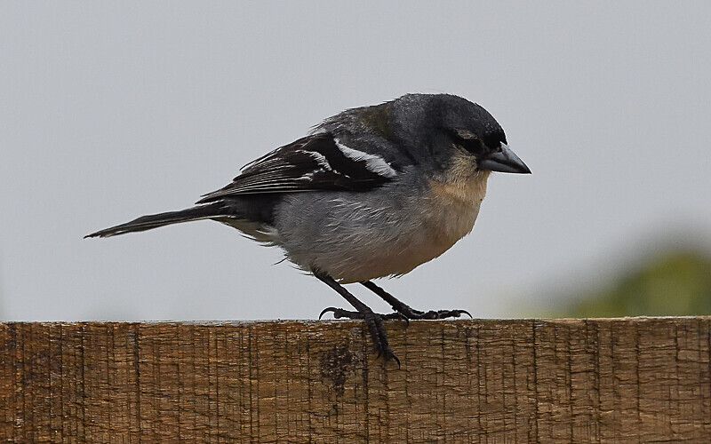 Finch of Azores - Açores 2020