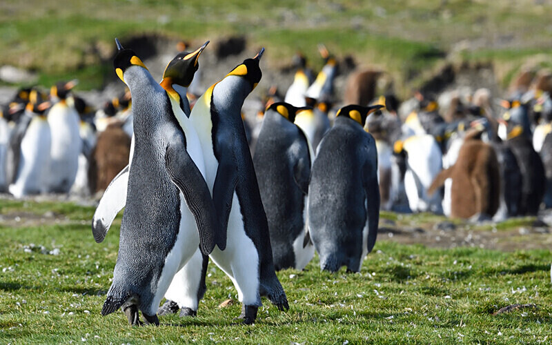  - Ushuaïa Malvinas South Georgia Antartica Peninsula