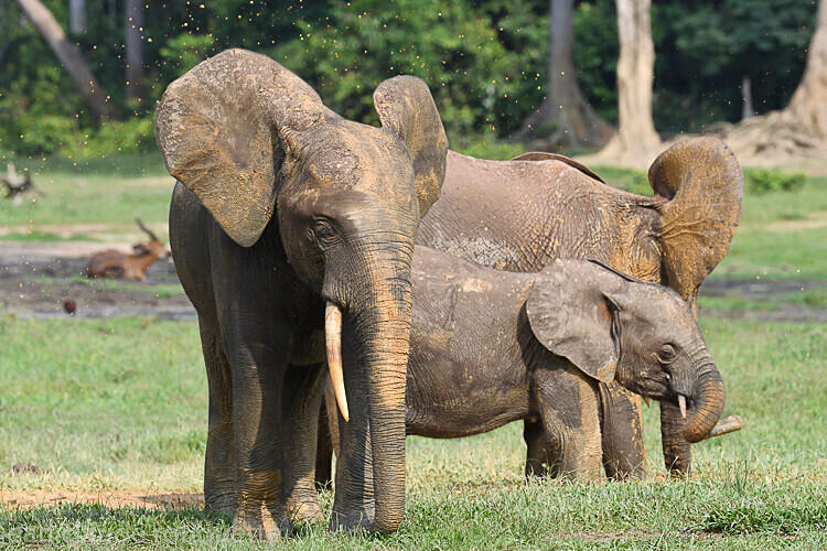  - Dzanga Sangha National Park (République Centrafricaine) 2019