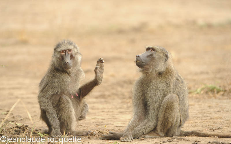 Olive baboons. - Queen Elisabeth N.P. Uganda 2012