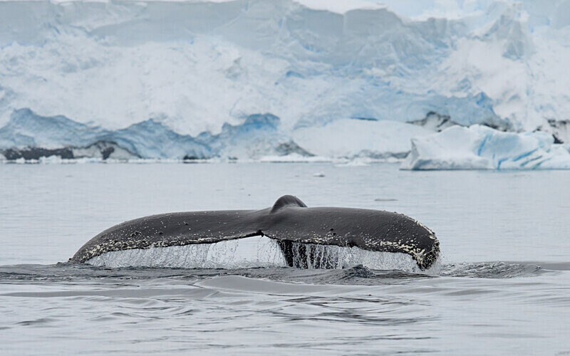 Humpback whale - Ushuaïa Malvinas South Georgia Antartica Peninsula