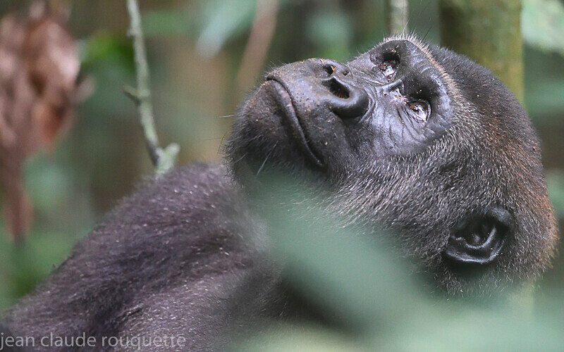  - Dzanga Sangha National Park (République Centrafricaine) 2019