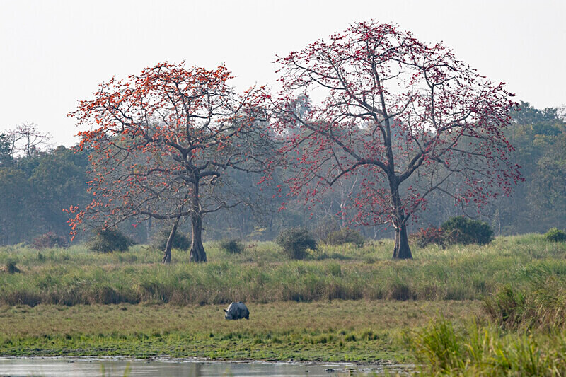 Rhino - Kaziranga National Park Noth East India 2025