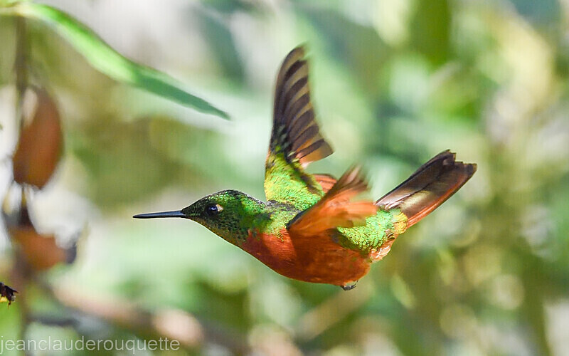Chesnut Breasted Coronet - Huembo lodge  2022 Colibris du Pérou