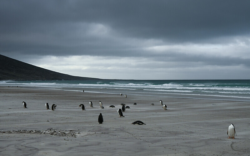 Saunders Island beach - Ushuaïa Malvinas South Georgia Antartica Peninsula