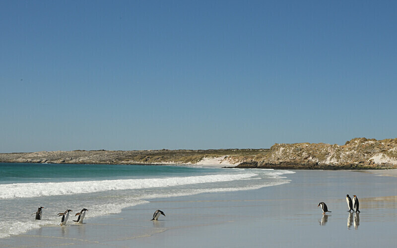 Gentoo and King Penguins - Ushuaïa Malvinas South Georgia Antartica Peninsula