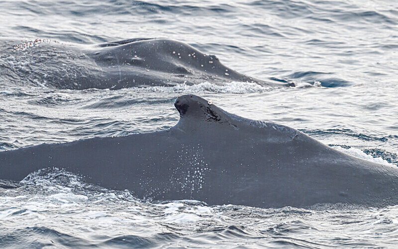 Humpback whales - Ushuaïa Malvinas South Georgia Antartica Peninsula