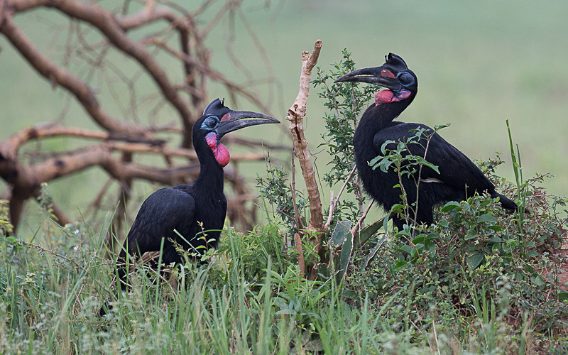 Murchison - Uganda 2016