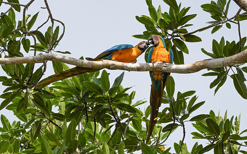 Blue and Yellow Macaw - Pacaya Samiria Pérou 2022