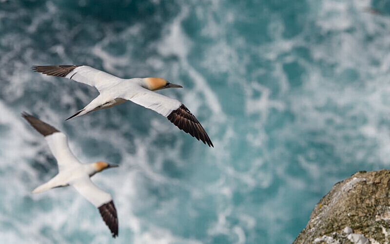 Herma Ness - Shetlands and Cairngorn national park (Scotland)