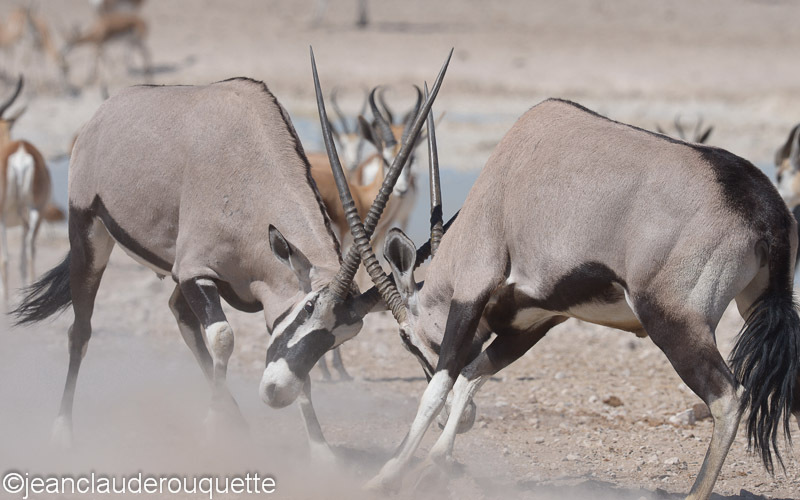 Oryx fighting - Etosha N.P.(Namibia 2013)