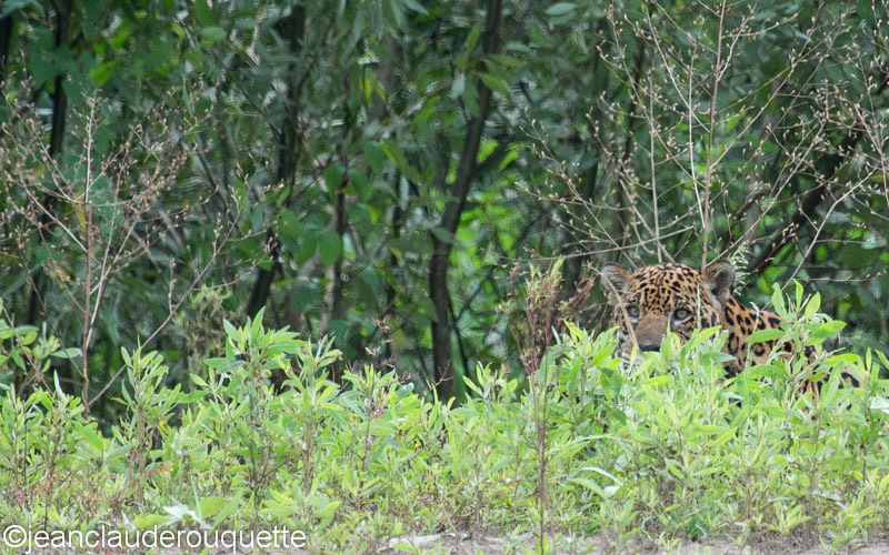 Jaguar - Manu national park (Peru 2015)