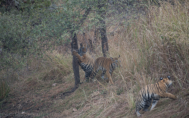  - Tadoba national park (India 2016)