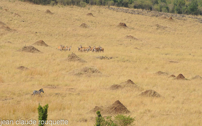Zebra and elands. - Masai mara 2009 oloololo gate (Kenya 2009)
