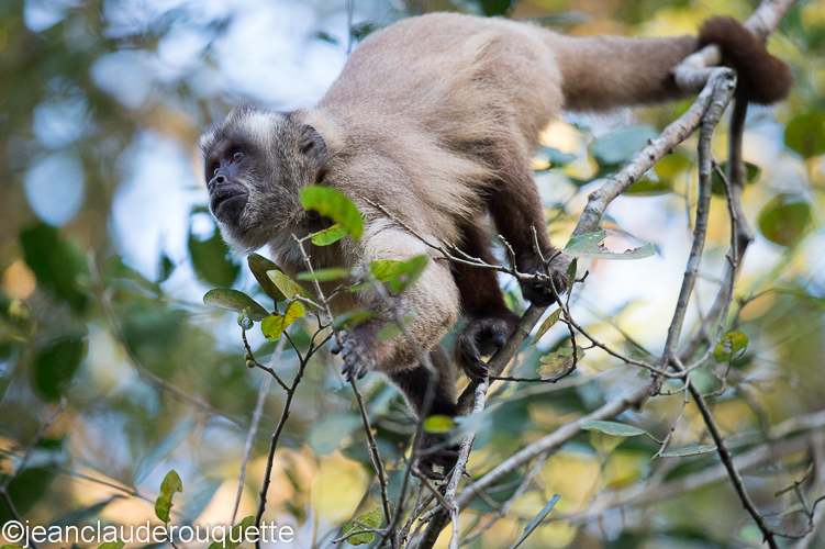 Brown capucin - Pantanal Brazil 2015