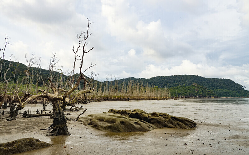 Dead mangrove - Sarawak (avril 2024) Borneo Malaisie