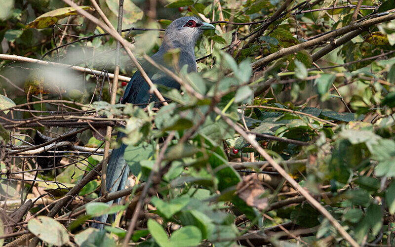 Green-billed Malkoha - Manas National Park North East India 2025