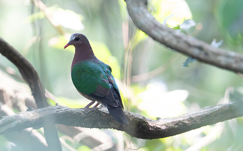 Asian Emerald Dove - Manas National Park North East India 2025
