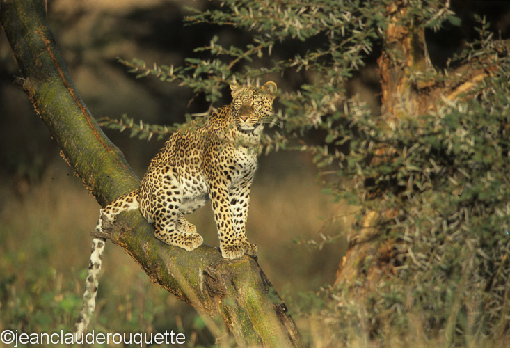 Female leopard - Serengeti N.P. and N'gorongoro Tanzania 1998, 2005 and 2006