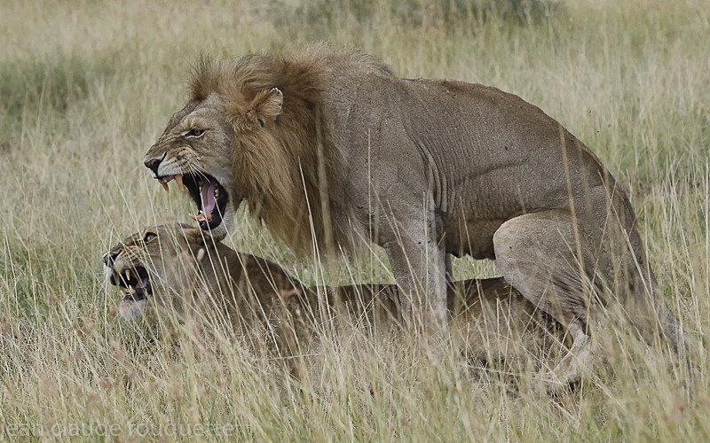  - Serengeti N.P. and N'Gorongoro Tanzania 2018