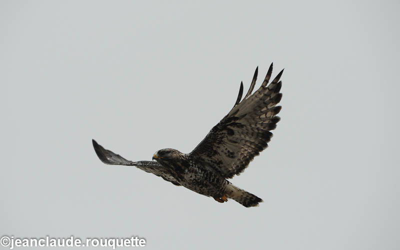 A buzzard - North Canada 2012