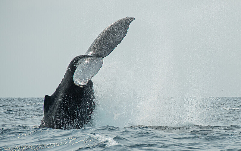 Humpback whale - Loango national park (Gabon 2024)
