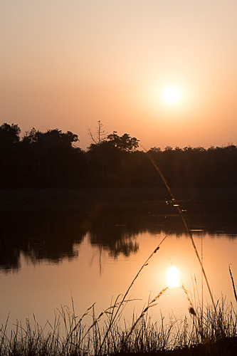  - Tadoba national park 2017