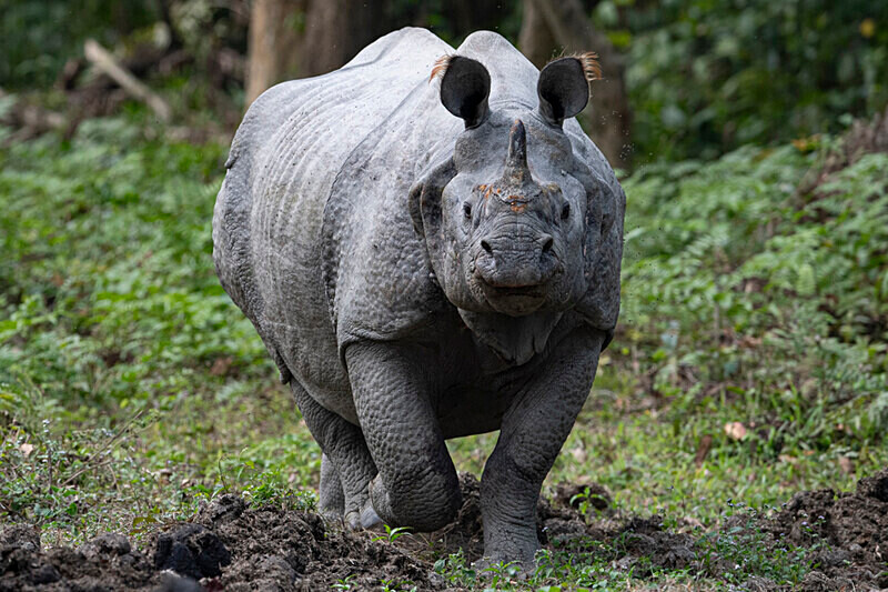  - Kaziranga National Park Noth East India 2025