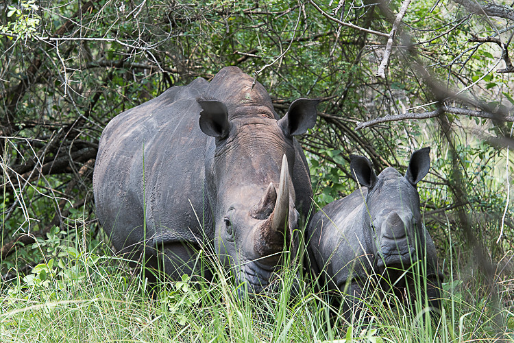 Ziwa Rhino sanctuary - Uganda 2016