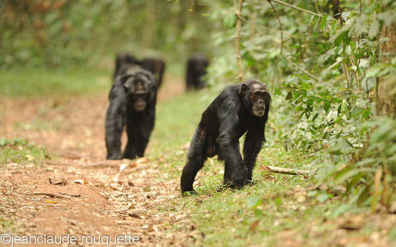 Patrol! - Kibale N.P. Uganda 2012