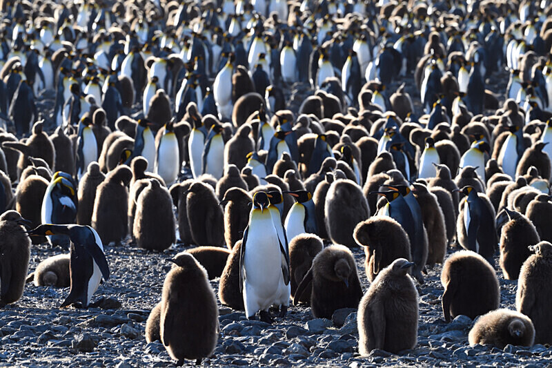  - Ushuaïa Malvinas South Georgia Antartica Peninsula