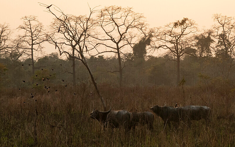 Buffaloes - Manas National Park North East India 2025