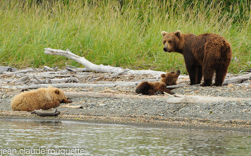 Mother and cubs at Margot creek - Katmaï National Park ( Alaska 2010)