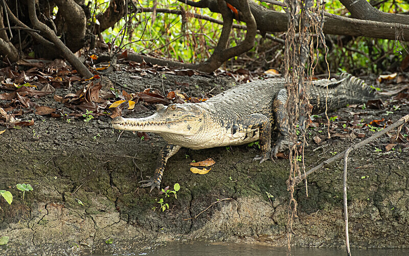 Faux gavail - Loango national park (Gabon 2024)