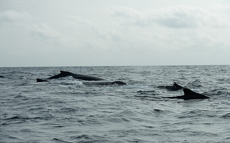 Humpback whales - Loango national park (Gabon 2024)