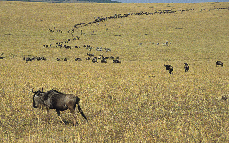 The wildbeest's migration - Masai mara 2009 oloololo gate (Kenya 2009)