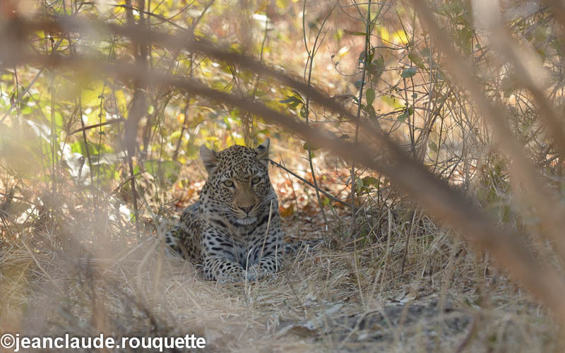 Young female leopard - South Luangwa 2014 (Zambia)