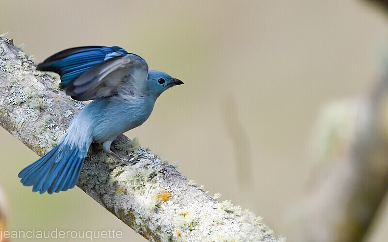 Blue-Gray Tanager - Huembo lodge  2022 Colibris du Pérou