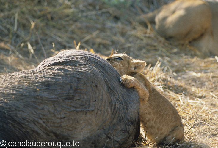 A cub and the elephant's carcass - Ruaha N.P. Tanzania 2007