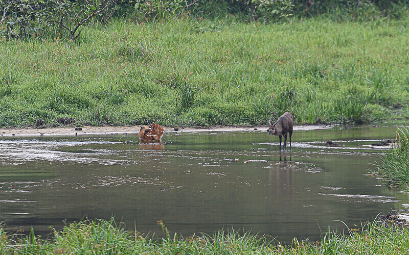 Male sitatunga exhausting the female - Ivindo national park (Gabon 2024)