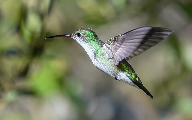 White Bellied Hummingbird - Huembo lodge  2022 Colibris du Pérou
