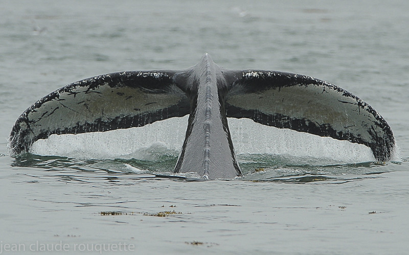 Humpbacked whale - Glacier bay national park (Alaska 2010)