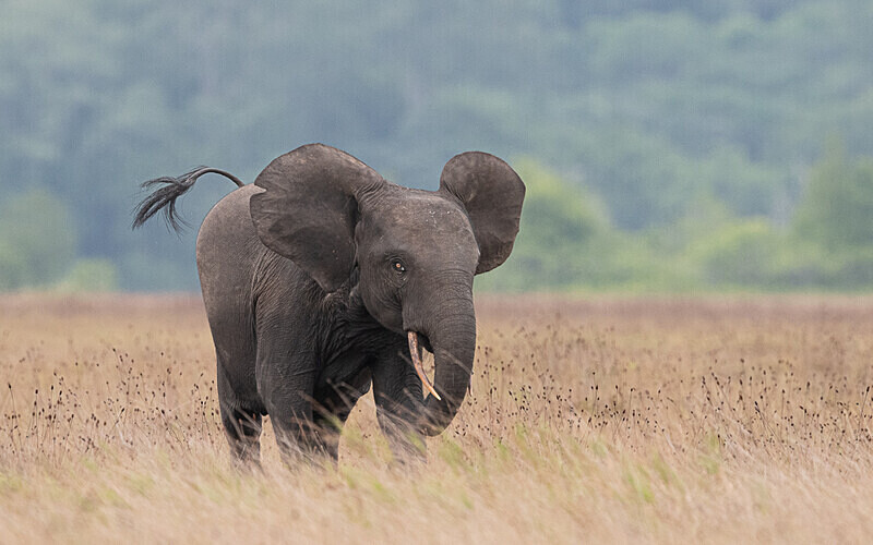 An elephant's charge - Loango national park (Gabon 2024)