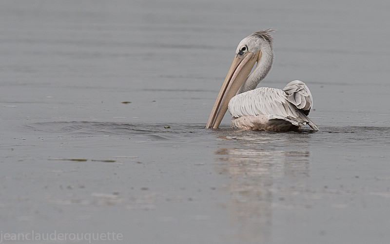 Lake Albert, Murchison - Uganda 2016