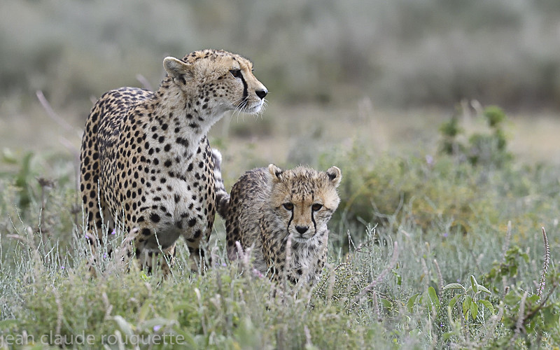  - Serengeti N.P. and N'Gorongoro Tanzania 2018