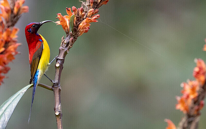 Mrs Gould's Sunbird - Latpanchar